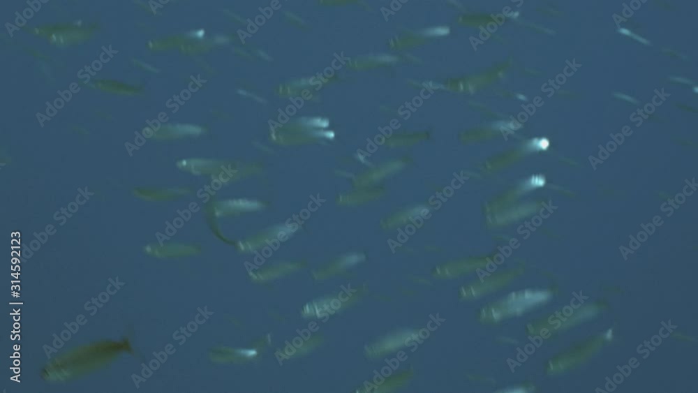 Close up shot of School of sardines Close up shot of School of sardines