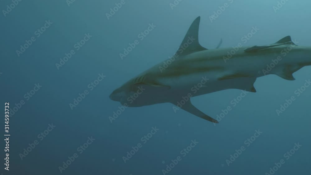 Oceanic Blacktip Shark in open Sea, Indian Ocean Oceanic Blacktip Shark in open Sea, Indian Ocean