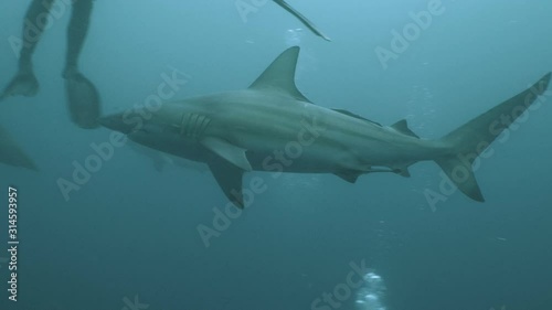 Wallpaper Mural Group of sharks in open water environment, underwater shot Torontodigital.ca