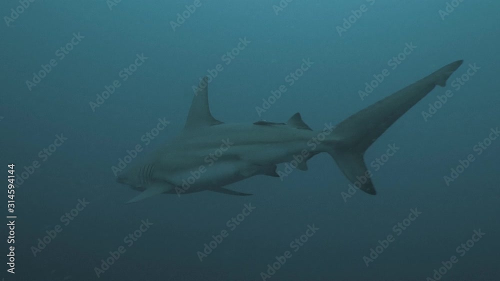 Group of Sharks in blue water, underwater shot Group of Sharks in blue water, underwater shot