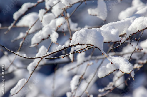 branches of trees covered with snow in winter © photosaint