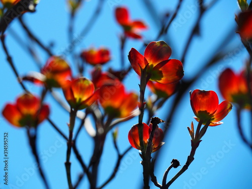 Bright Red Dogwood Tree Flowers