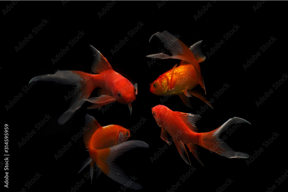 Fotografie Butterfly koi fish Long Tail isolated on black .
