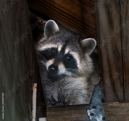 American raccoon entered the attic and looks down
