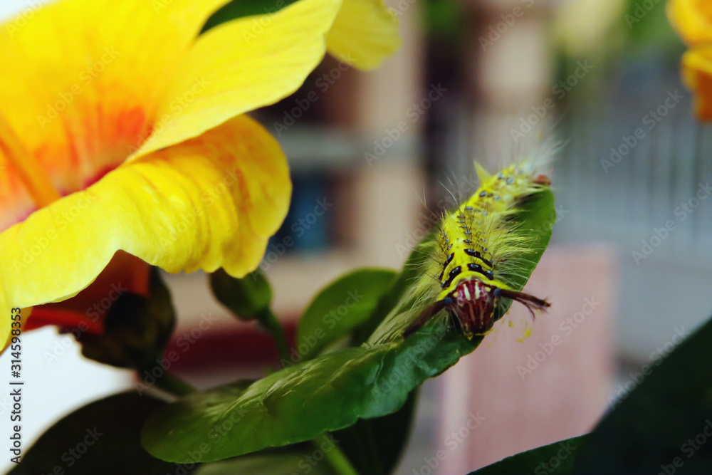 Obraz premium Yellow worms on flowers leaves in the garden