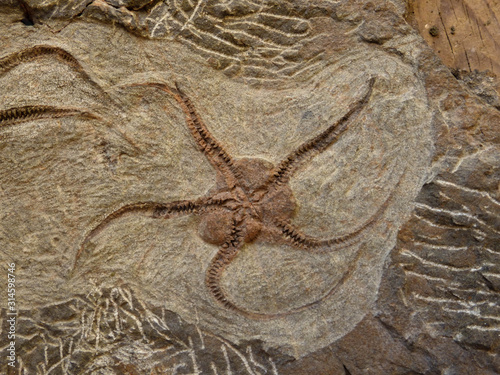 Brittle Star or Ophiuroid Fossil Found in Morocco