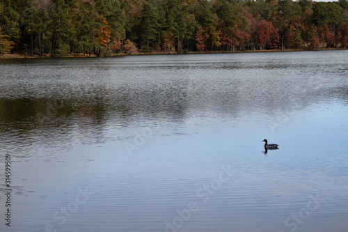 A duck gliding across the water in the fall.