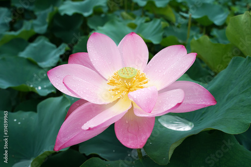 Lotus flower and Lotus flower plants