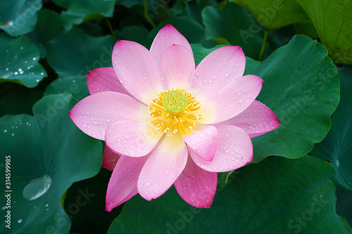 Lotus flower and Lotus flower plants