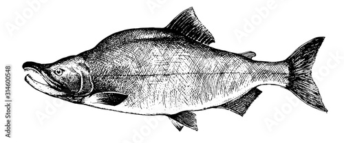 Salmon, fish collection. Healthy lifestyle, delicious food. Hand-drawn images, black and white graphics.