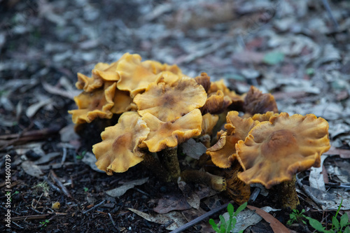 Orange yellow fungus