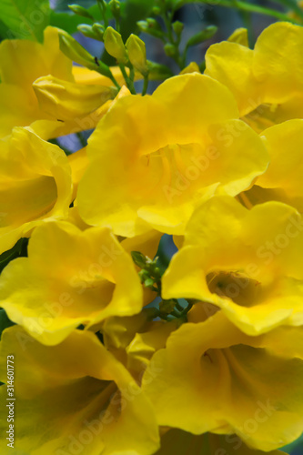 Close up of Yellow elder flower in nature