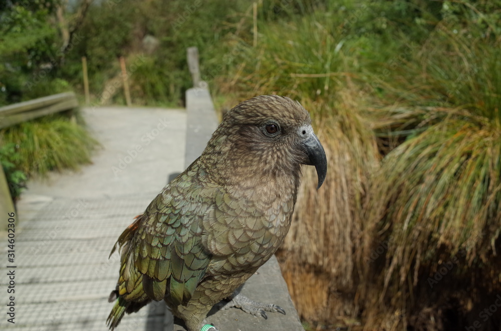 Fototapeta premium ニュージーランドのオウム ケア