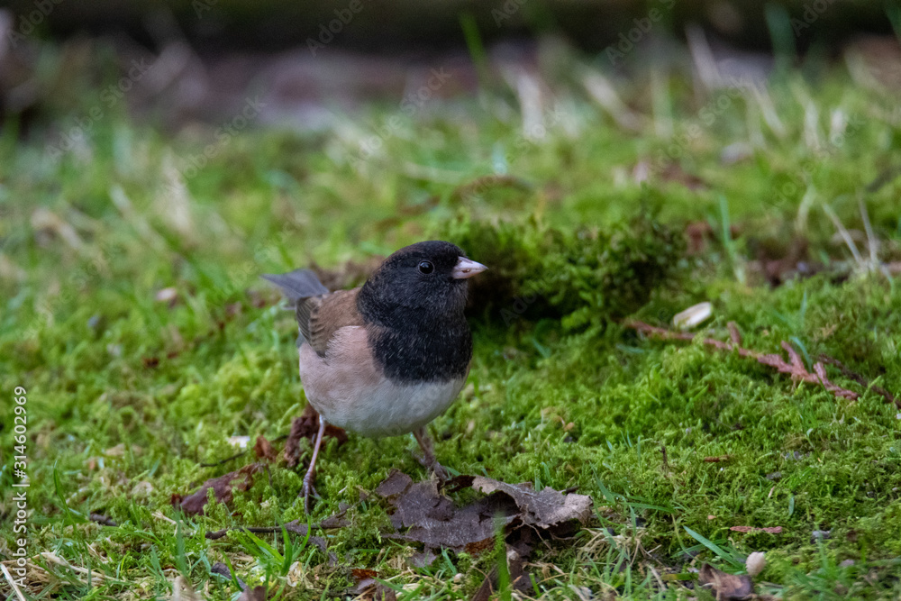 Fototapeta premium A picture of a male Dark-eyed junco perching on the ground. Vancouver BC Canada