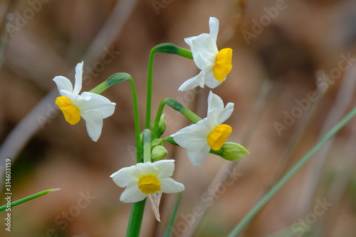 white daffodile photo