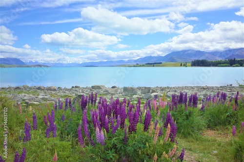 lake Tekapo and Lupine（Lupin）flower in NZ
