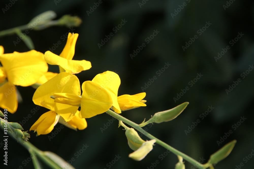 Yellow flowers of Indian Hemp are on branch and dark background. Yellow flowers of Indian Hemp are on branch and dark background.