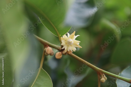 Mimusops elengi or Bullet Wood's flower blooming on branch. Another name is Bullet cherry, Spanish cherry, Bokul. photo