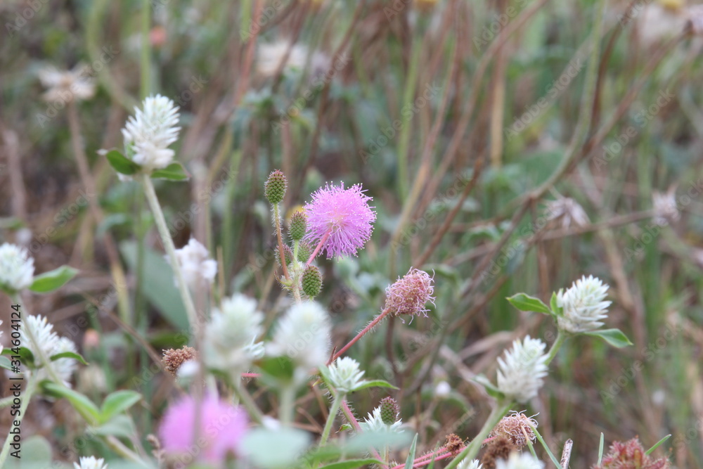 the bashful princess flower or Mimosa pudica the bashful princess flower or Mimosa pudica