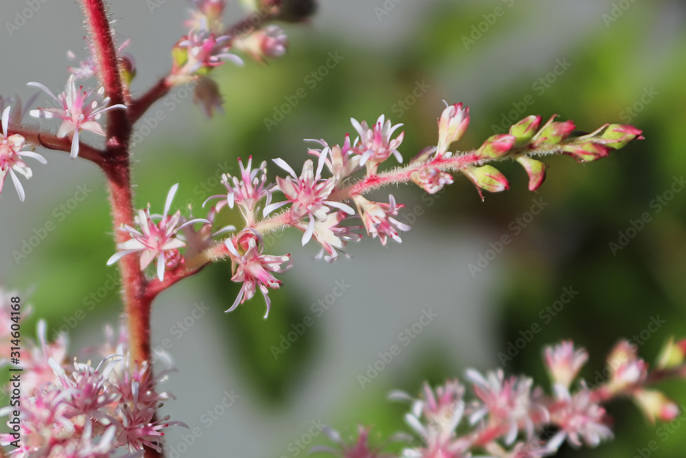 Pink and white astilbe flowers opening on a branch Pink and white astilbe flowers opening on a branch