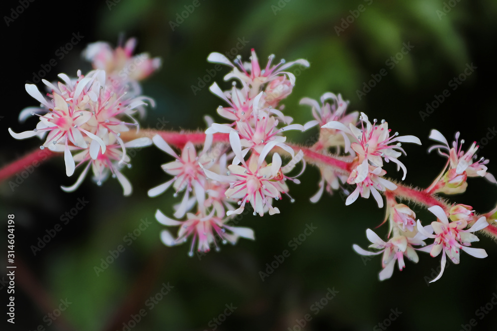 Marco view of pink and white stripped astilbe flowers Marco view of pink and white stripped astilbe flowers
