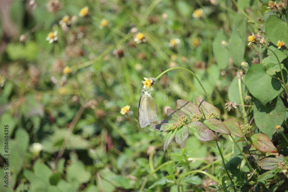 butterflies perch on wild grass butterflies perch on wild grass