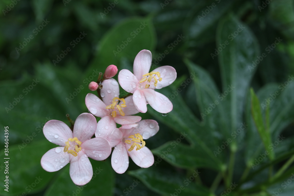 Light Pink Flowers Names
