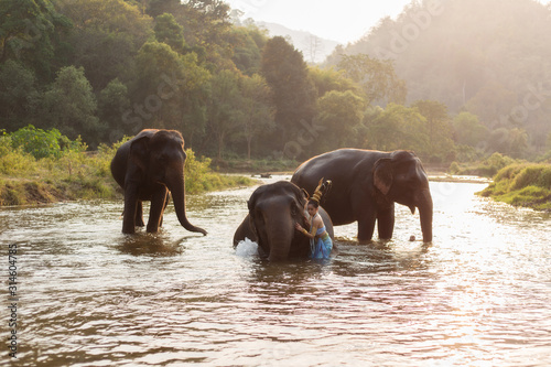 Asian girl and Asian elephants