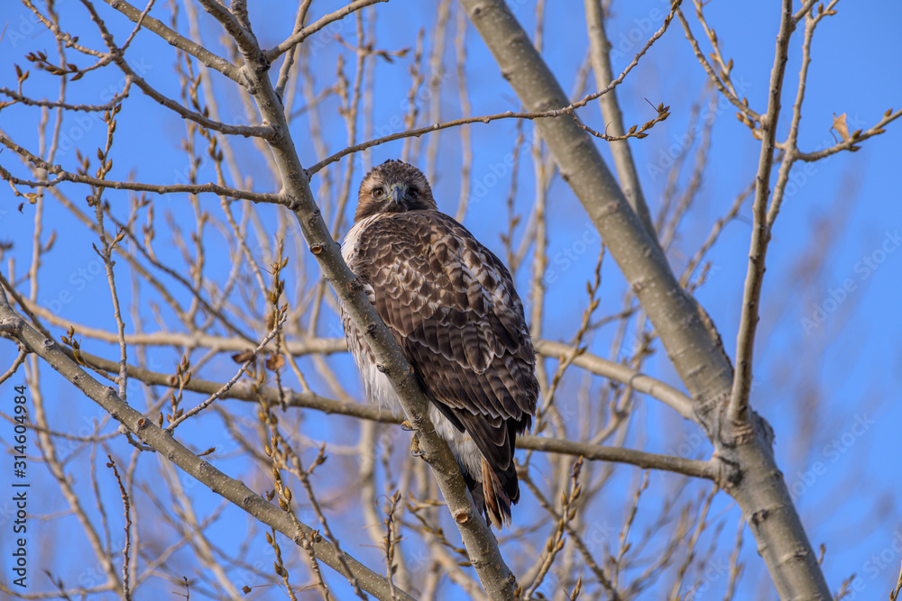 Red-Tailed Hawk Look at You Red-Tailed Hawk Look at You