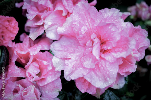 Pink flower in the green garden