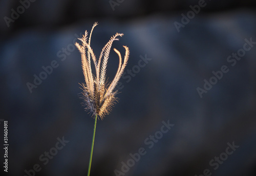 Golden grass flower created by sunlight before sunset