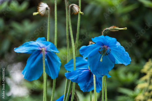 Legendary blue Himalayan poppy