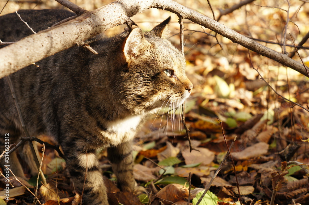Street cat in the forest Street cat in the forest