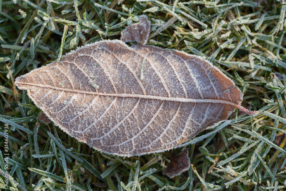 fallen autumn leaf