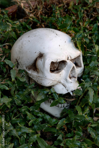 skull on the bushes