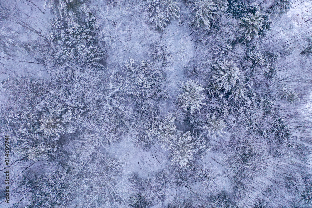 Fototapeta premium Forest of Vermont
