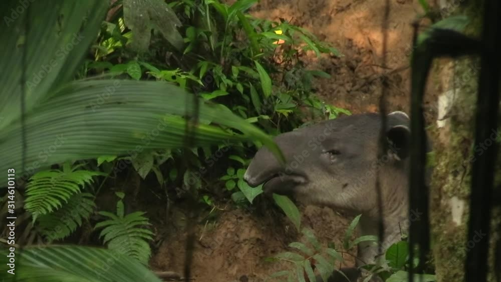 A sleepy Tapir hidden behind plants, yawning and licking his nose - Close up A sleepy Tapir hidden behind plants, yawning and licking his nose - Close up