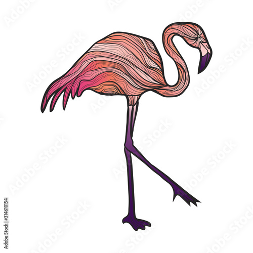 Vector hand drawn bright flamingo illustration isolated on white background. Stock vector illustration of pink bird in modern style. Colorful pink flamingo summer illustration.