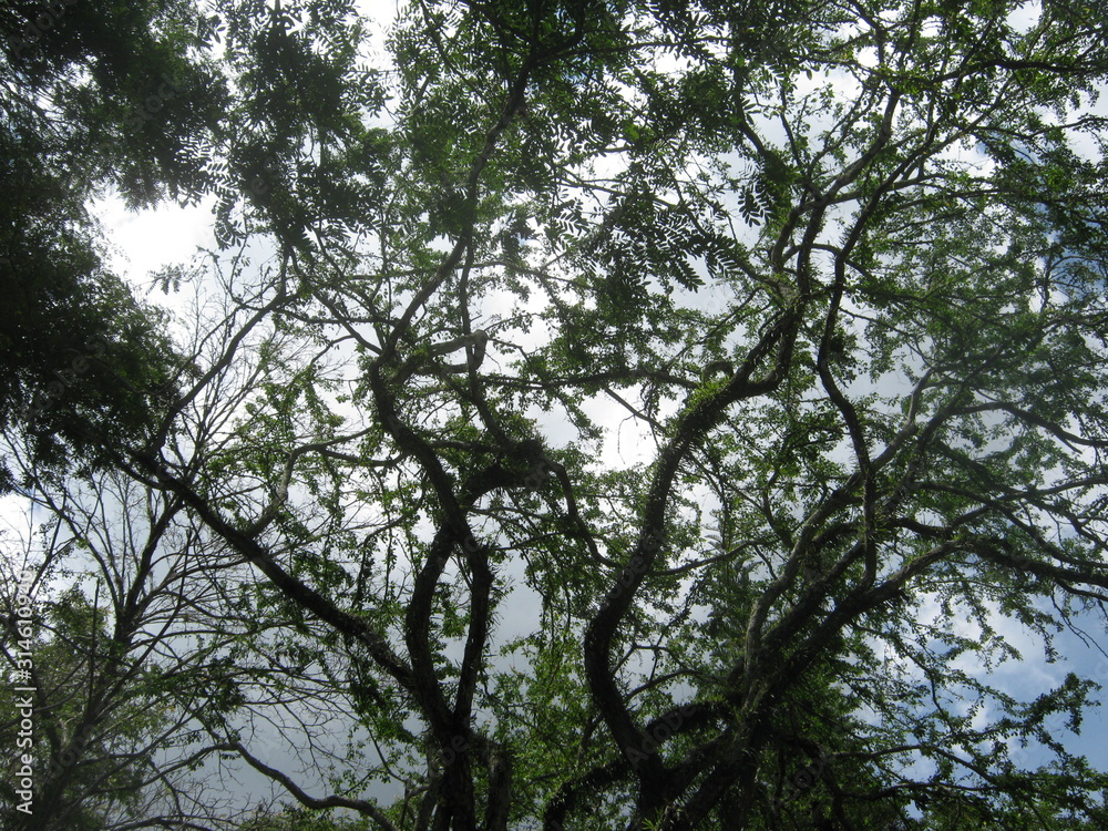 NATURALIA NATURALIA