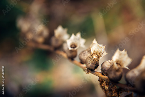 Hyoscyamus niger, black henbane branch or stinking nightshade, macro. Dry henbane flowers with seeds on blurry background, close up. Natural autumnal backdrop.