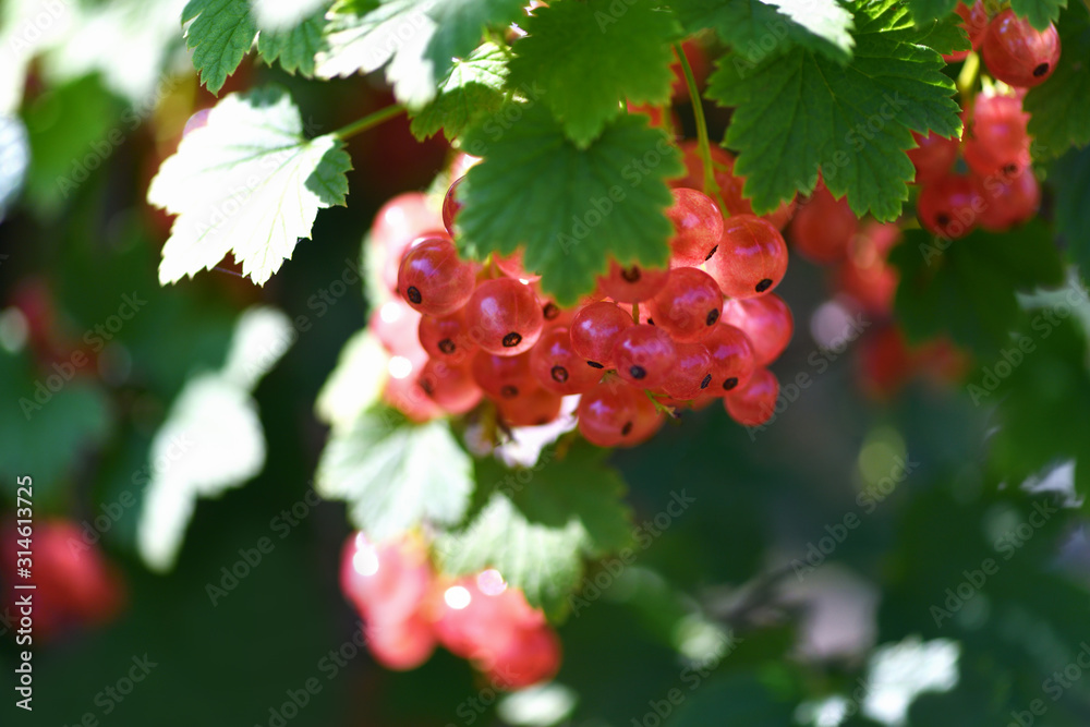 White currant. Bush ripe white currantin the garden close-up. Summer harvest background. White currant. Bush ripe white currantin the garden close-up. Summer harvest background.