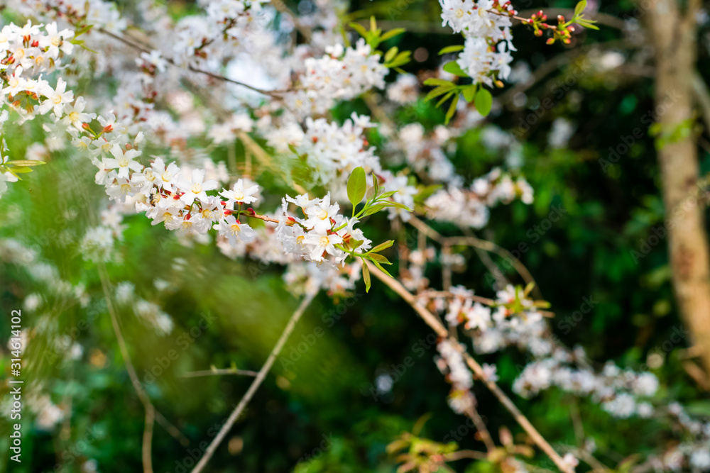 Guttiferae flower blossom Guttiferae flower blossom