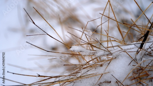  Snow on the branches and leaves of plants. Winter natural background for your design.