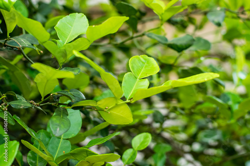Bergamot green leaf © somkak