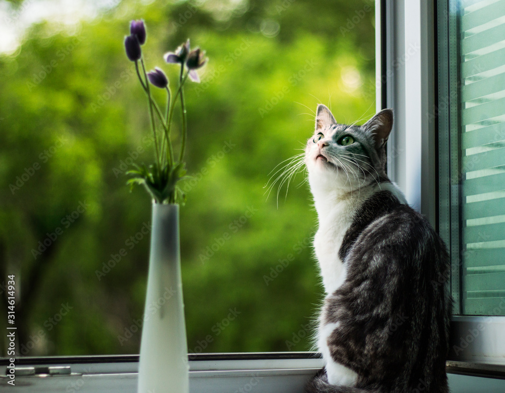  fluffy cat sniffs flowers