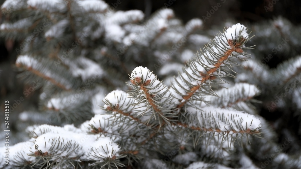 Snow on the branches and leaves of plants. Winter natural background for your design. Snow on the branches and leaves of plants. Winter natural background for your design.