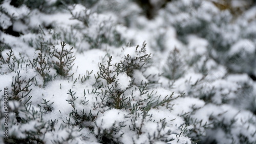  Snow on the branches and leaves of plants. Winter natural background for your design.