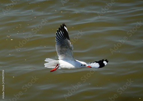 Seagull is flying in the sky