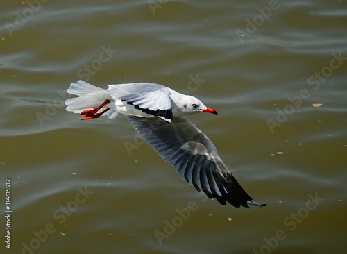 Seagull is flying in the sky