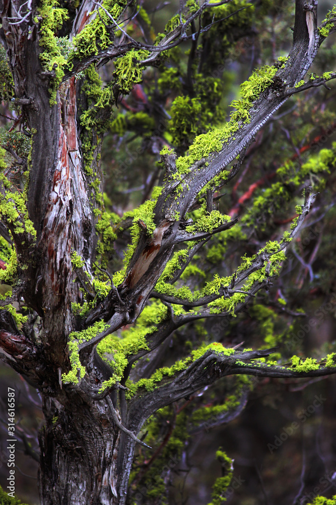 Fototapeta premium tree in forest